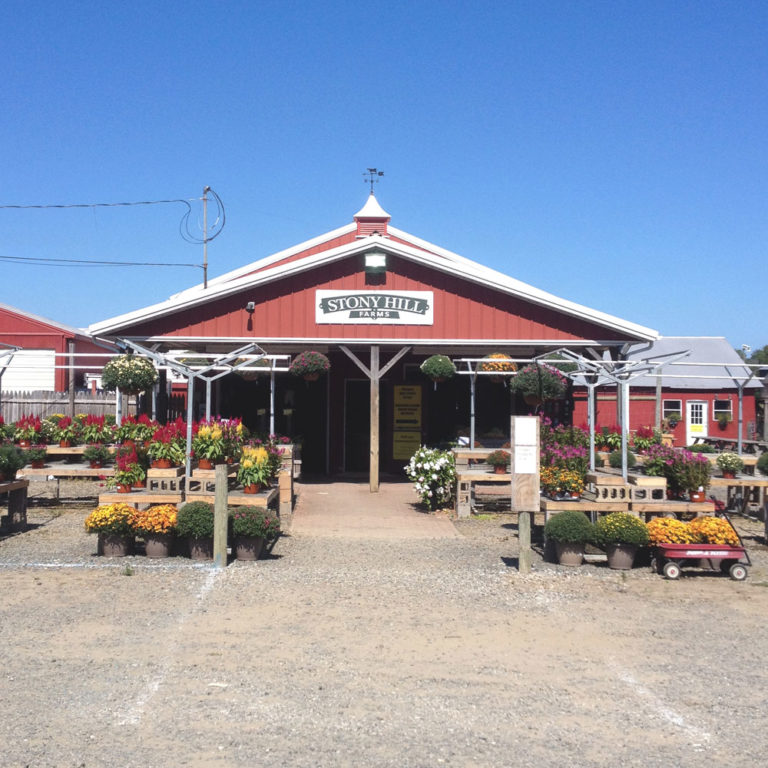 Stony Hill Farms Corn Maze, New Jersey Farm CSA by Waz Wu