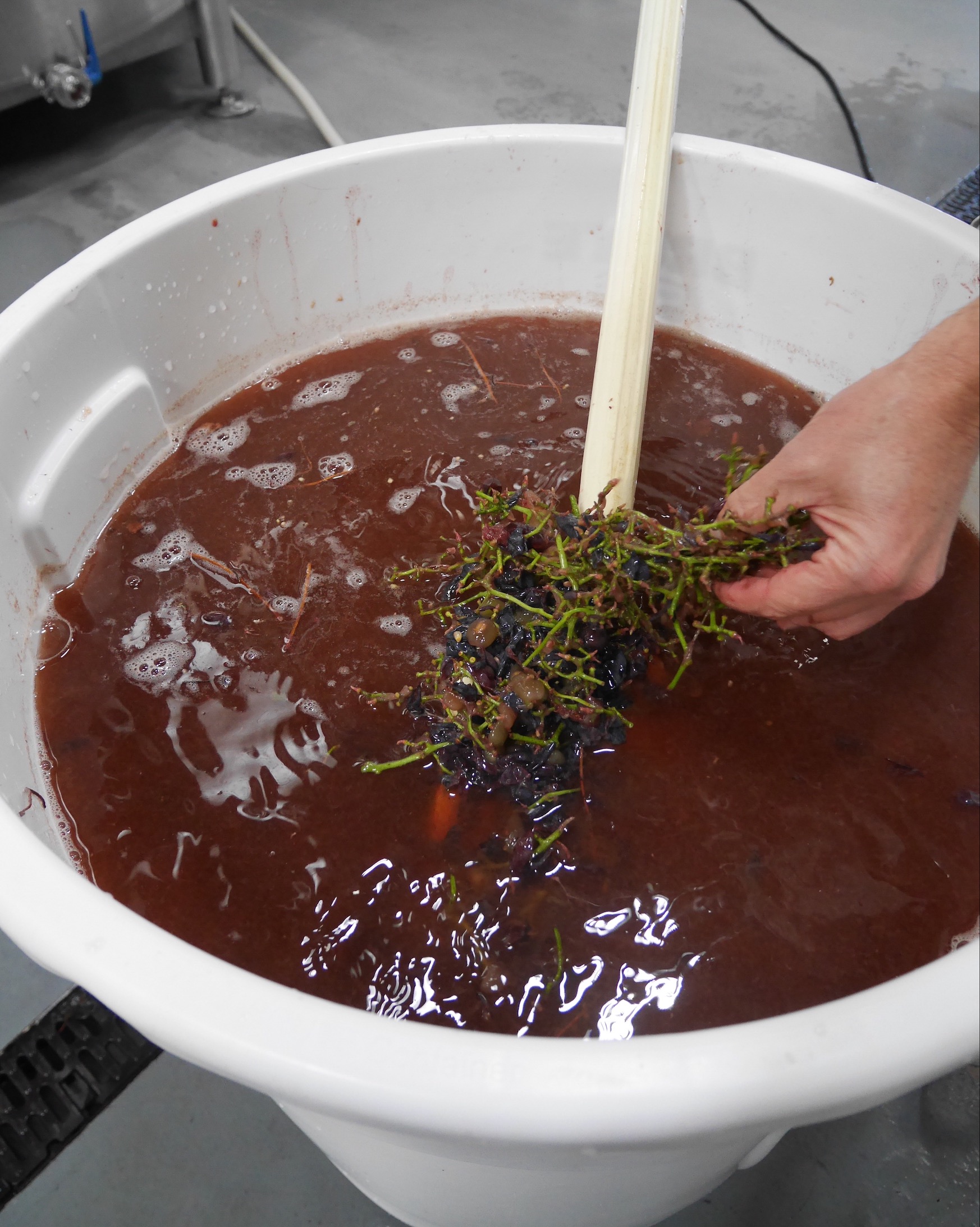 Portland Cider Grape Stomp Collaboration