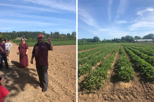 South Barlow Berry Farm, Oregon Berry Tour