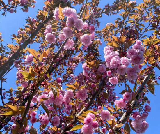 Portland Spring Flowers