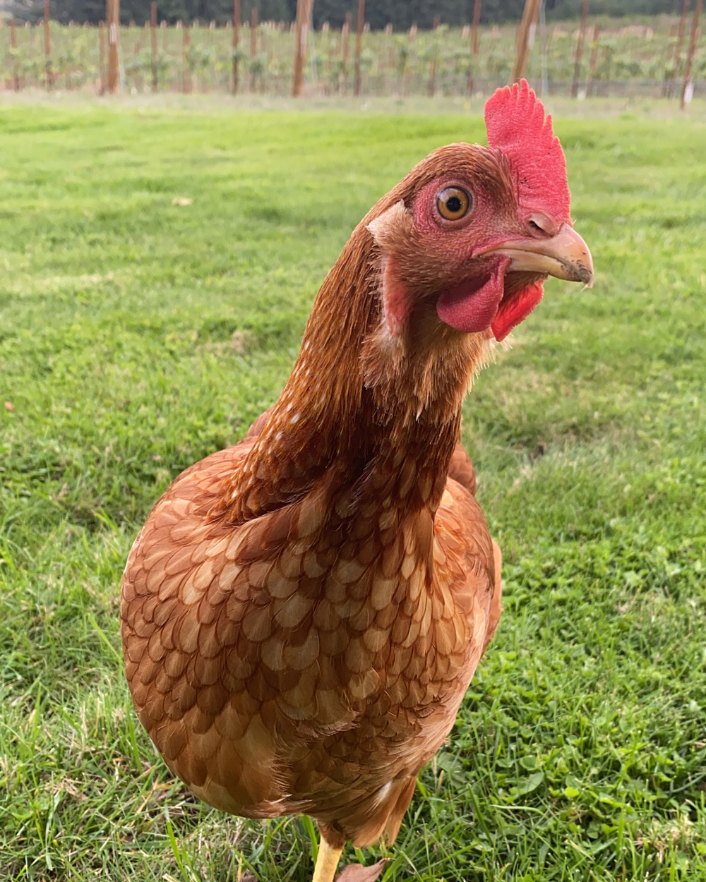 Chicken at Abbey Road Farm