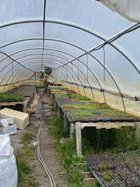 Vibrant Valley Farm Sauvie Island Farm Tour