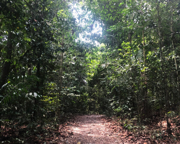 MacRitchie Tree Top Trail, Singapore