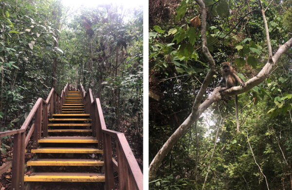 MacRitchie Tree Top Trail, Singapore