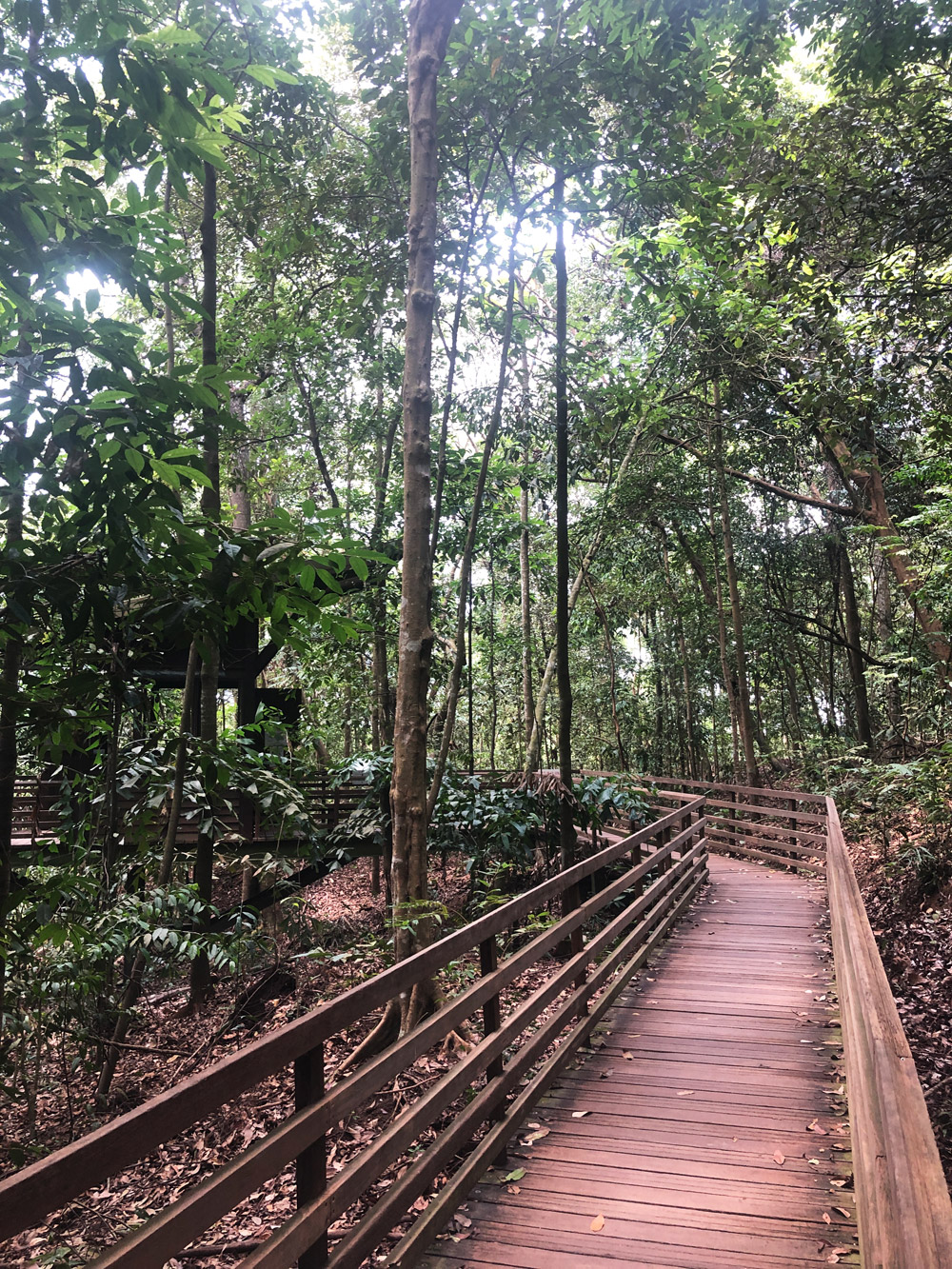 MacRitchie Tree Top Trail, Singapore