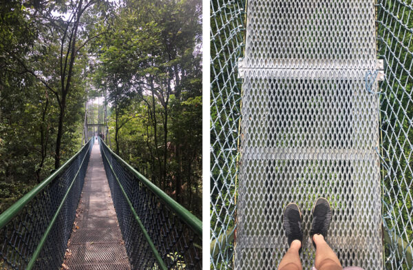MacRitchie Tree Top Trail, Singapore