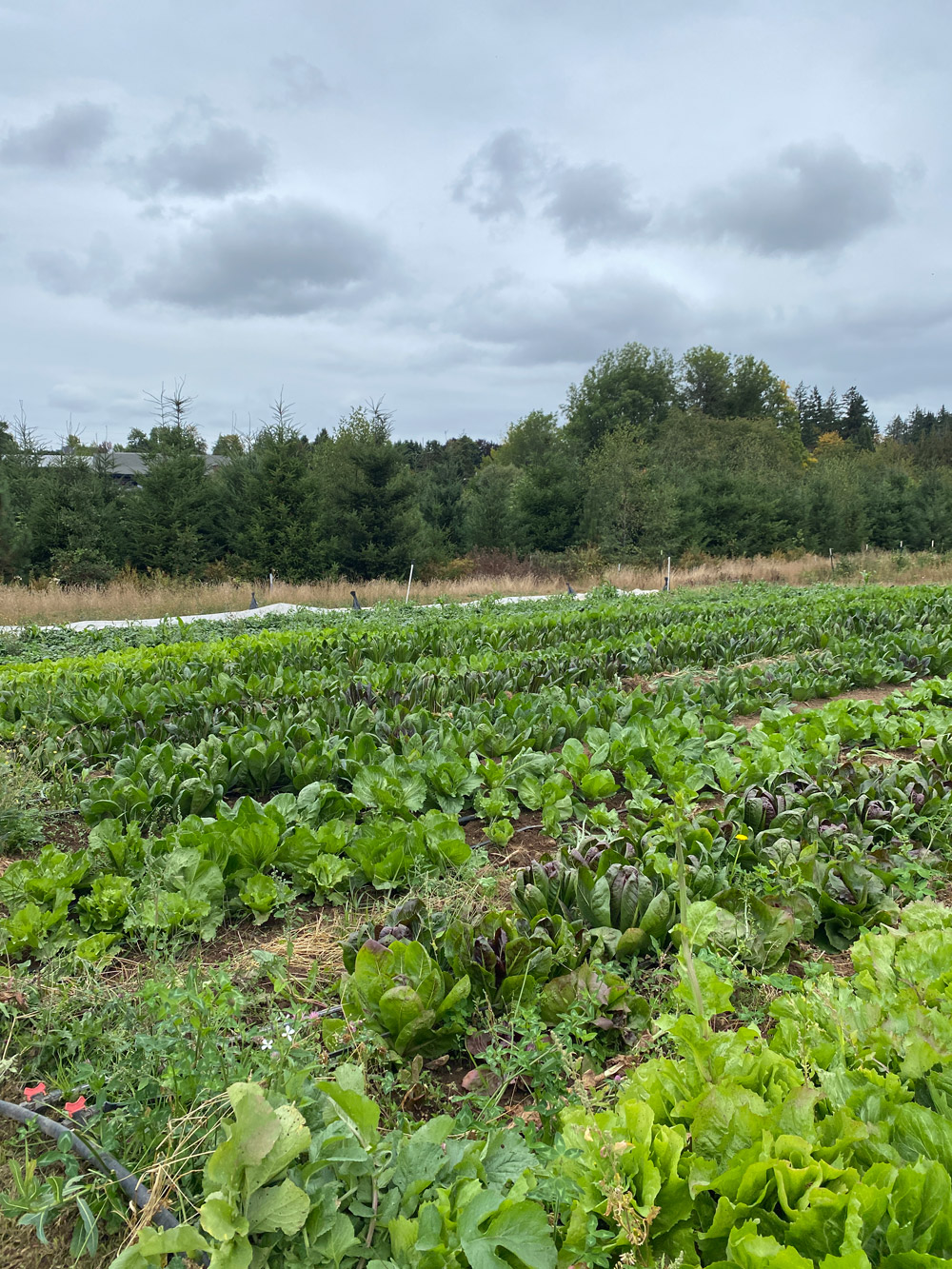 Growing Gardens Farm Tour, Gresham, Oregon